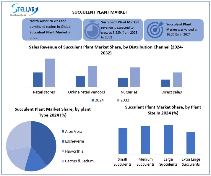 Succulent Plant Snapshot